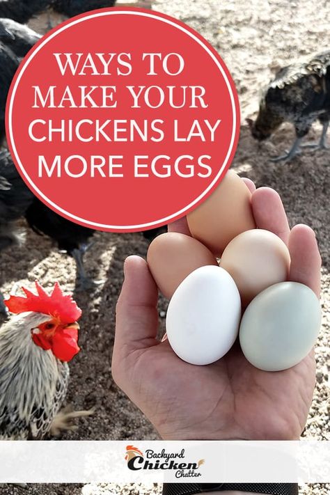 Ways to Make Your Chickens Lay More Eggs Chicken Knowledge, Chick Feed, Homesteading Inspiration, Chicken Raising, Chicken Flock, Chicken Incubator, Chicken Farmer, Egg Laying Chickens, Chicken Coup