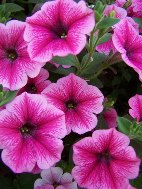 Petunias, petunias Petunia Flower, Kingdom Plantae, Annual Flowers, Wedding Basket, Spring Day, Early Spring, Petunias, Garden Seeds, Paper Flowers