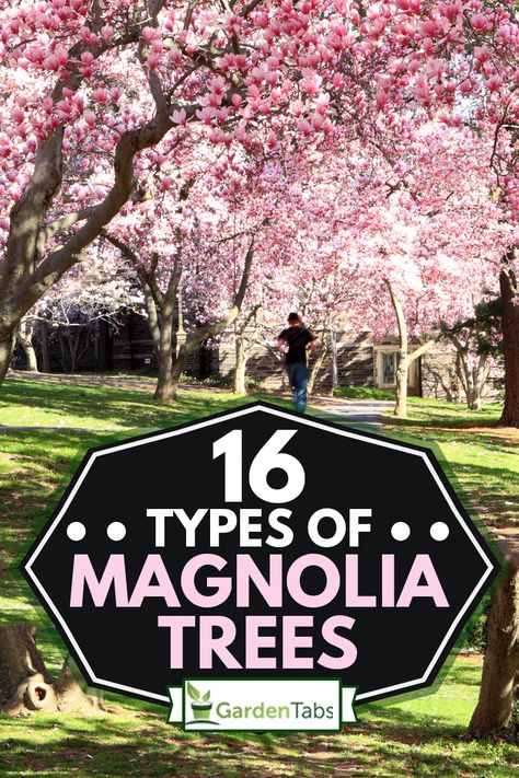 16 Types Of Magnolia Trees - Garden Tabs Magnolia Tree Types, Magnolia Tree Landscaping, Jane Magnolia Tree, Magnolia Shrub, Saucer Magnolia Tree, Magnolia Bush, Southern Magnolia Tree, Evergreen Magnolia, Magnolia Soulangeana