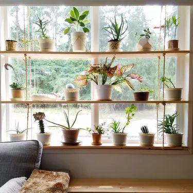 Plant Room Ideas, Window Plant Shelves, Window Plant Shelf, Succulent Display, Pine Shelves, Plant Window, Plant Room, Support Pour Plante, Window Plants