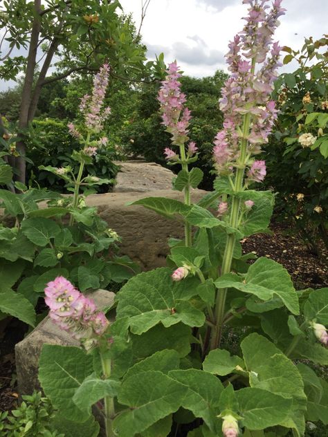 Clary Sage Plant, Witch Herbs, Sage Plant, Salvia Sclarea, Effects Of Alcohol, Bear Creek, Herbal Magic, The Middle Ages, Clary Sage