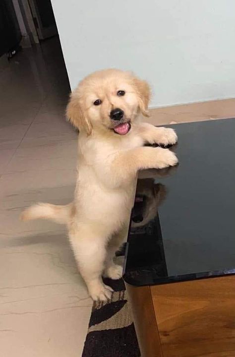 Puppy Snapchat, Awkward Humor, Pet Dog Pictures, Dog Snapchats, Cute Golden Retriever, Cute Dog Wallpaper, Golden Retriever Puppies, Cute Dogs Images, Cute Small Animals