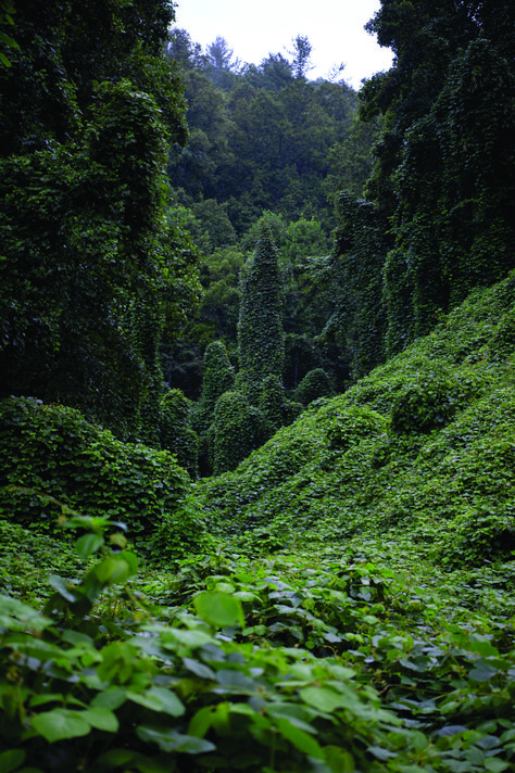 Making Kuzu Out of Kudzu | Southern Foodways Alliance - Southern Foodways Alliance Kudzu Aesthetic, Monsters Plant, Kudzu Vine, Tree Vines, Lush Aesthetic, Wallpaper Profile, Nature Aesthetics, Mountain Ring, Nature Goddess