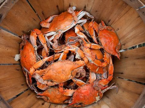 road trip along Maryland's eastern shore and eat steamed crabs by the bushel Steamed Crabs, Delmarva Peninsula, Maryland Crabs, Eastern Shore Maryland, Harbor Town, East Coast Road Trip, Blue Crab, Eastern Shore, Chesapeake Bay