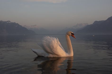 Calming Images, Swan Love, Mute Swan, Beautiful Swan, Different Aesthetics, White Swan, Earth Angel, Swan Lake, Animals Of The World