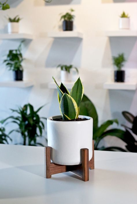 The perfect work desk combo! ♡♡♡ Sansevieria + Shorty Desk Planter w/ walnut stand 🌿Tap to shop!  #thepottedearthco #officedecor #deskplant #houseplantlove #plantsplantsplants #pottedbynature #plantparenthood #plantparentclub #workspaceinspo #officedesk Office Desk Plants Ideas, Plant Desk Aesthetic, Desk Plants Aesthetic, Desk Plant Decor, Office Desk Plants, Best Desk Plants, Wood Oil Finish, Office Plants Desk, Standing Planter