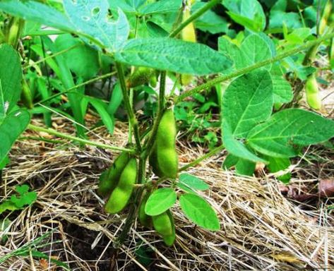 How To Grow Soyabeans - make your own soy milk, soy flour & torfu... #gardening #homesteading Dirt Therapy, Growing Beans, Magic Bean, Soy Beans, Plants Ideas, Pole Beans, Victory Garden, Growing Veggies, Gardening 101