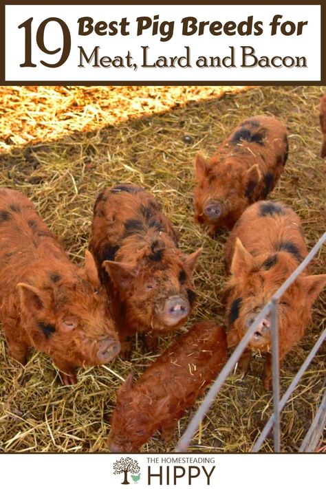 Hereford Pigs, Mangalitsa Pig, Gloucestershire Old Spots, Hampshire Pig, Berkshire Pigs, Pig Facts, Hog Farm, Pig Breeds, Raising Pigs