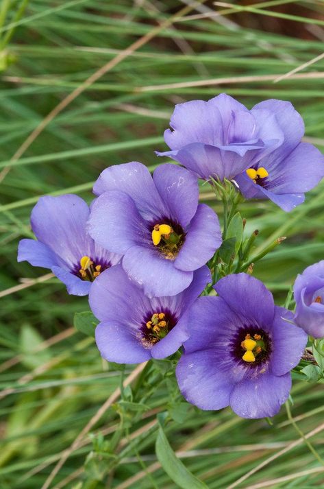 What are those blue Texas wildflowers that are not bluebonnets? Curious Texas gets to the root of it Texas Native Flowers, Texas Prairie, Ag Logo, Texas Plants, Vertical Vegetable Gardens, Texas Wildflowers, Wildflower Drawing, Botanical Sketchbook, Texas Farm