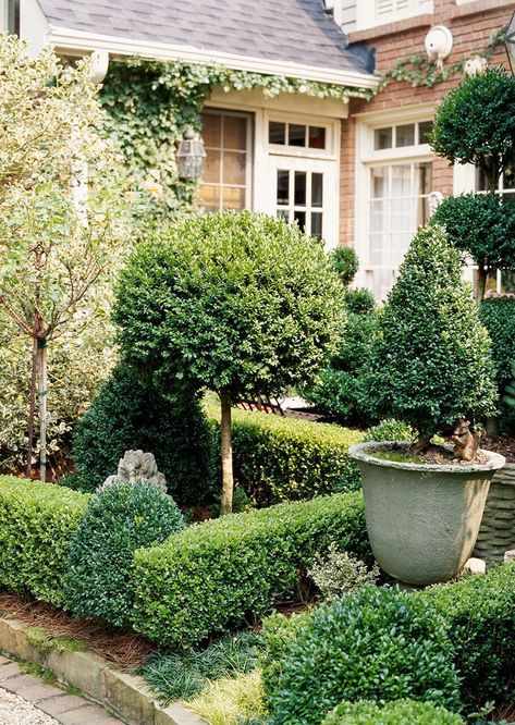 Boxwood Garden, Topiary Garden, Garden Vines, Boxwood Topiary, Garden Shrubs, Formal Gardens, Traditional Landscape, Garden Tours, Garden Cottage