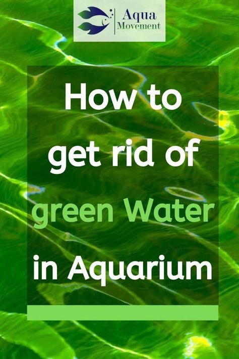 Green Algae In Fish Tank, Self Cleaning Fish Tank, Aquarium Algae, Plastic Fish Tank, Fish Tank Cleaning, Freshwater Aquarium Plants, Fish Keeping, Aquarium Maintenance, Guppy Fish