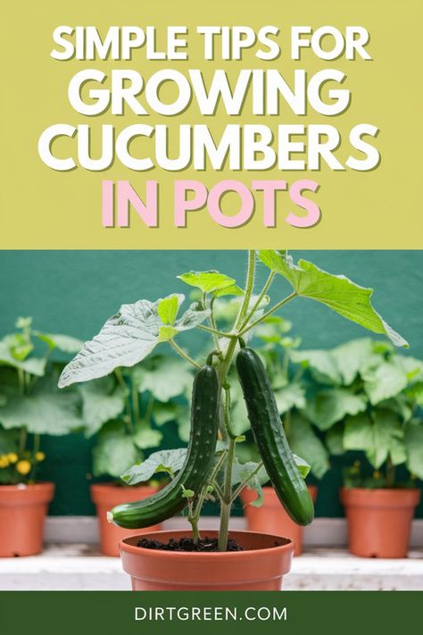 Get ready to grow cucumbers in pots with these simple tips! From pot selection to watering, this guide has everything you need for a thriving cucumber plant. Ideal for those with limited space, potted cucumbers are easy to care for and produce delicious results. Start growing cucumbers today and enjoy a fresh harvest! #GrowingCucumbersInPots #ContainerGardening #EasyGardening #HomeGrown #UrbanGarden Cucumbers In Pots, Planting Cucumbers, Plant Cucumbers, Cucumber Garden, Garden Cucumbers, Grow Cucumbers, Cucumber Gardening, Cucumber Varieties, Self Watering Containers