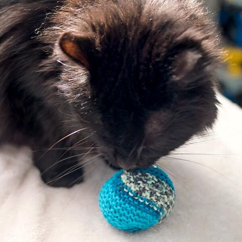 Thinking about buying your cat a new toy? Before you do that, check out this super simple tutorial on How to Knit a Cat Toy! This adorable knit cat toy is perfect for your cat to bat and chase around the room. Stuff some catnip in before sewing the ball shut and your cat will have something to entertain them for hours to come. The best part about these toys is that since they are knitted, they are soft and won't do any damage if your cat becomes too aggressive at playtime! Knitted Slouch Hat, Knit Cat, Baby Booties Knitting Pattern, Poncho Knitting Patterns, Knitted Hats Kids, Scrap Yarn, Baby Sweater Knitting Pattern, Knitted Cat, Knitted Booties