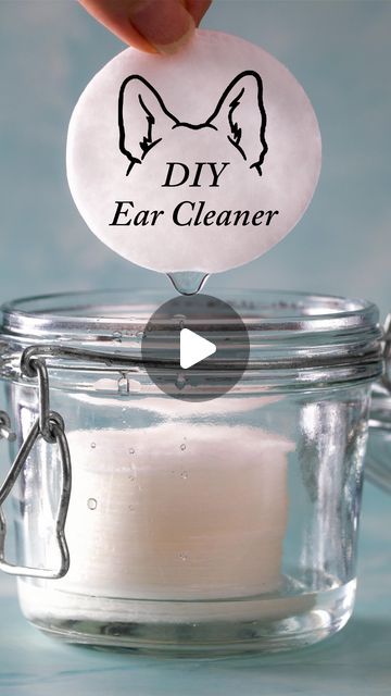 Rodney Habib on Instagram: "Your pet’s L-shaped ear canals make it hard for debris to exit and easy for bacteria and fungi to grow, especially if the ears are moist so this safe DIY ear cleaner can help! www.ForeverDogLife.com" Diy Dog Ear Cleaner Witch Hazel, Cat Ear Cleaner Diy, Diy Dog Ear Cleaner Recipes, Diy Ear Cleaner For Dogs, Ear Wash For Dogs Diy, Dog Ear Cleaning Solution Diy, Diy Dog Ear Cleaner, Stinky Dog Ears, Dog Ear Cleaner Diy