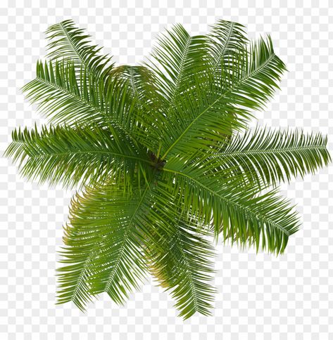 Tree Top View Png, Tree Plan Png, Tree Top View, Roots Drawing, Tree Psd, Family Tree Clipart, Palm Tree Png, Trees Top View, Trade Show Design