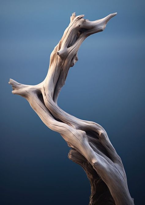 Drift wood driftwood reflection sculpture. AI generated Image by rawpixel. | free image by rawpixel.com / Boom Light Wood Aesthetic, Random Objects Photography, Reflection Sculpture, Driftwood Photography, Branches Photography, Adult Aesthetic, Accessories Drawing, Air Image, Funny Nature