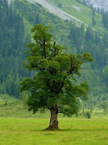 Maple tree located on the Big Maple Plain (1216m) which is located in the middle of the Alpine Park Karwendel on the Eng Alp in Tyrol, Austria | pseudoplatanus (Sycamore or Sycamore Maple) is a species of maple native to central Europe and southwestern Asia, from France east to Poland, and south in mountains to northern Spain, northern Turkey, and the Caucasus. Nature Photography Trees, Tyrol Austria, Sycamore Tree, Northern Spain, Old Trees, Tree Photography, Tall Trees, Unique Trees, Maple Tree