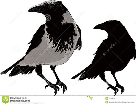 Black Crows Royalty Free Stock Photo - Image: 35779205 Crow Vector, Crow Clipart, Crow Pictures, Raven Images, Crow Images, Crow Silhouette, Silhouette Tattoo, Black Crows, Silhouette Tattoos