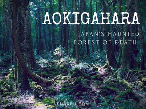 It’s the most haunted and eerie places in Japan. Thousands of people have gotten lost or died in this forest. Take a look inside Aokigahara (青木ヶ原). Aokigahara Forest, Snacks Travel, Eerie Places, Places In Japan, Japanese Forest, Ghost Images, Haunted Forest, Most Haunted Places, Go To Japan