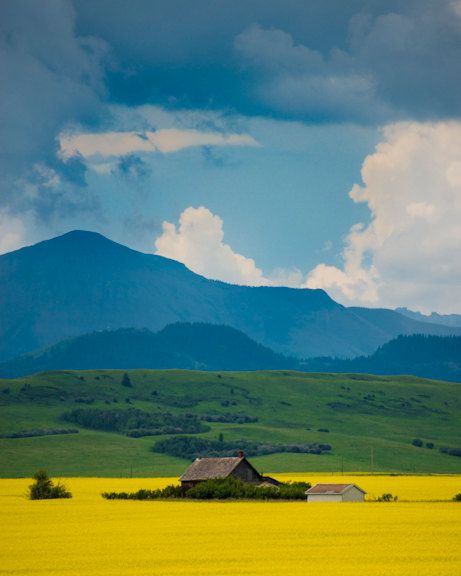 Landscape Ideas Front Yard Curb Appeal, Spring Field, Canola Field, Yellow Field, Photos Black And White, Diy Paint By Numbers, Field Photography, Canada Photography, Mini Diy