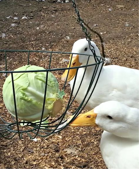 Duck Waterer No Mess, Hatching Duck Eggs, Quack Shack, Duck Waterer, Duck Feeder, Duck Enclosure, Rouen Duck, Chicken Coups, Duck Ideas