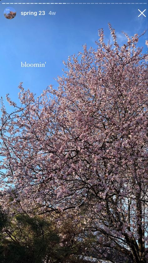 Spring Post Instagram, Cherry Blossom Instagram Story, Blossom Captions For Instagram, Spring Story Ideas, Instagram Story Ideas Spring, Cherry Blossom Caption Instagram, Nature Aesthetic Instagram Story, Spring Instagram Story Ideas, Spring Ig Story