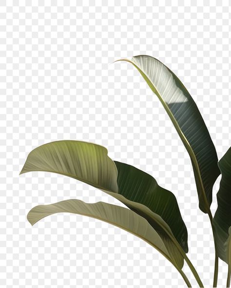 Backgrounds Nature, Window Shadow, Banana Palm, Leaf Wall, Wall Background, Banana Leaf, Tropical Flowers, Free Png, Transparent Png