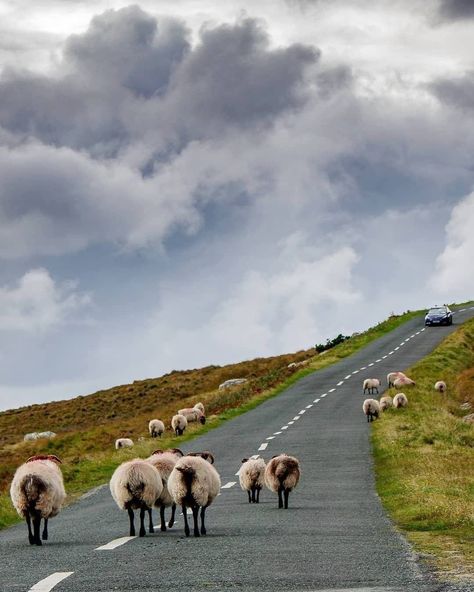 Driving In Ireland, County Sligo, Limerick City, Best Of Ireland, Galway City, County Galway, Love Ireland, County Clare, How To Drive