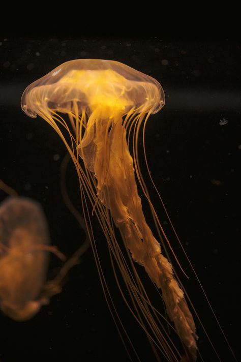 Download this photo by Elias Maurer on Unsplash Yellow Jellyfish, Dark Academia Color, Sea Life Wallpaper, Jellyfish Photo, Sea Jellyfish, Jellyfish Painting, Yellow Sea, Gold Aesthetic, Orange Aesthetic