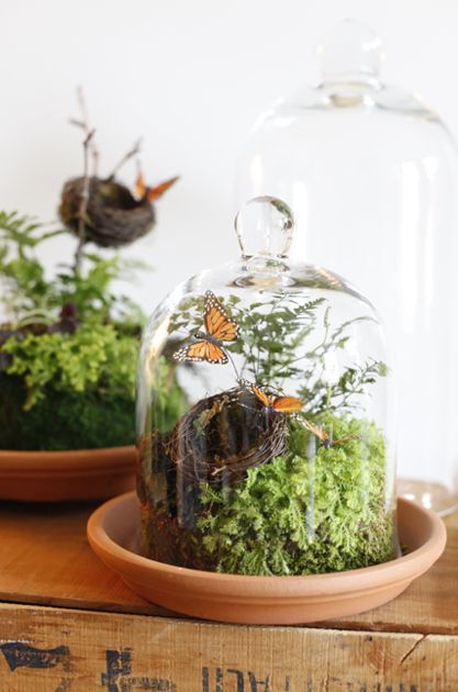 Butterfly Terrarium, Terrarium Accessories, Cloche Decor, Terrarium Diy, Garden Terrarium, Indoor Gardens, Lightbulbs, The Bell Jar, Cactus Y Suculentas