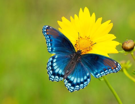 Yellow Coreopsis, Coreopsis Flower, Butterfly Symbolism, Admiral Butterfly, Types Of Butterflies, Redbud Tree, Garden Insects, Butterfly Images, Butterfly Photos