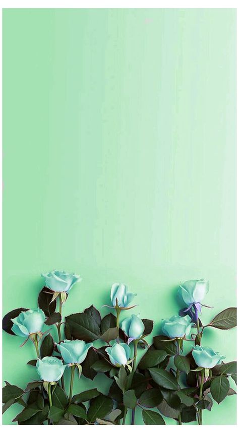 40 Mint Green Wallpaper Backgrounds For Iphone Wallpaper Iphone Mint Green, Green Wallpaper Phone, Mint Green Wallpaper Iphone, Ed Wallpaper, Roses Photography, Mint Aesthetic, Mint Green Wallpaper, Mint Green Aesthetic, Mint Green Background