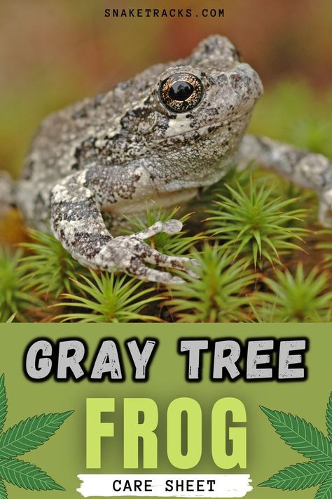 Grey Tree Frog, Gray Tree Frog, Frog Terrarium, Frog Species, Northern Florida, Pet Frogs, Gray Tree, Southern Ontario, Tree Frog