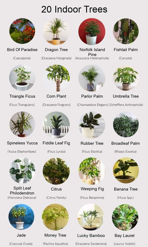 First Time Plant Owner, House Plants Flowers, Beginner Plants Indoor, Houseplant Guide, Houseplants Aesthetic, Types Of Indoor Plants, Indoor Tree Plants, Plants Living Room, Plant Mom Aesthetic