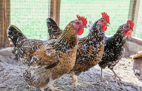 Swedish Flower Hen, Rooster Breeds, Brown Chicken, Hobby Farming, Bantam Chickens, Blue Chicken, Silkie Chickens, Beautiful Chickens, Chicken Garden