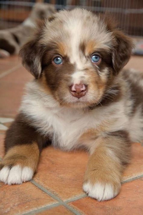 Aussie Puppies, Pretty Dogs, Blue Merle, Kittens And Puppies, Baby Puppies, Cute Dogs And Puppies, Shepherd Puppies, Puppy Pictures, Baby Dogs