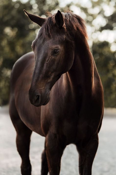 Horse Photographer Denmark Portfolio The beauty of the horse - Anna Archinger | Horse Photography Horse Looking Down, Animal Art Reference Photography, Horses Pics, Horse Photography Ideas, Horse Riding Photography, Horse Portrait Photography, Horse Species, Pictures Of Horses, Beautiful Horses Wild