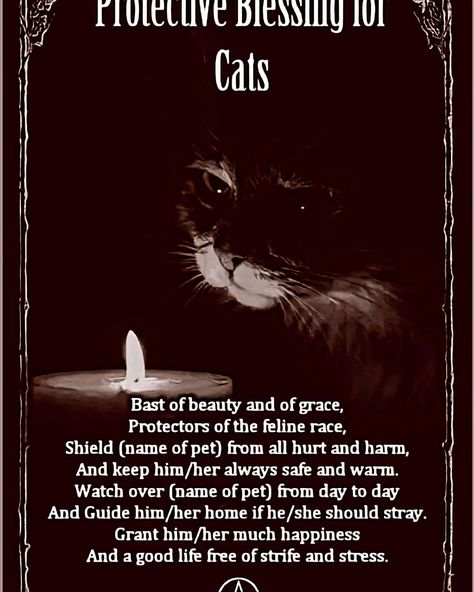 Magick of Cats in Witchcraft 🐈 😻 🐈‍⬛️ . . . #witchmemes #witchcraft #witchlife #witchtips #wordsofwisdom #themagickcabinet #witchwords #witchmemes Witchcraft Around The World, Cat Witchcraft, Healing Affirmations, Cat Whiskers, Cat Boarding, Stones And Crystals, Words Of Wisdom, Affirmations, Witch