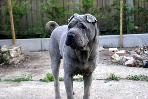 blue shar-pei Blue Shar Pei, Shar Pei Puppies, Chinese Dog, Shar Pei Dog, Stud Dog, Chinese Shar Pei, Dog Mixes, Shar Pei, Dog Images