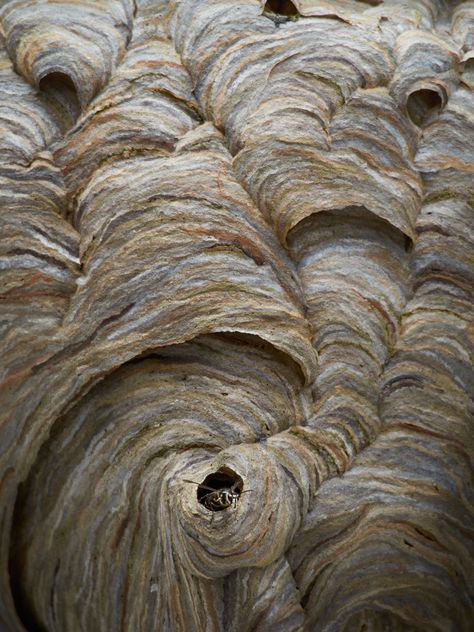 Bald-Faced Hornet's nest | another photo with a longer lens … | Flickr Hornet Nest, Crochet Hornets Nest, Fake Hornets Nest, Asian Giant Hornet Queen, Weaver Ants Nest, Bald Face, Hornets Nest, Wasp Nest, Wicked Witch Of The West