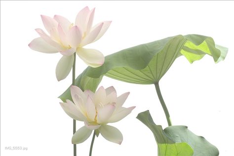 two Lotus Flowers and the leaf - white Lotus Flower on white Cocoppa Wallpaper, Nothing But Flowers, Flower Therapy, Laptop Wallpaper, 가을 패션, Water Lily, Phone Themes, Flowers Nature, Water Lilies