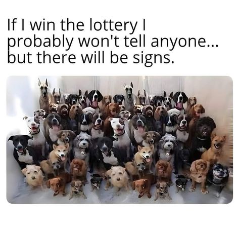 Win Lottery, Win The Lottery, Animal Shelters, The Lottery, Winning The Lottery, Christian Bale, Dog Signs, Dogs Of The World, Dog Quotes