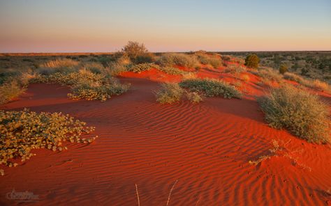 Red dunes, Simpson Desert - Australian Geographic Australian Desert, Australia Landscape, Red Desert, Outback Australia, Desert Plants, Desert Landscaping, Landscape Photos, The Desert, Land Scape