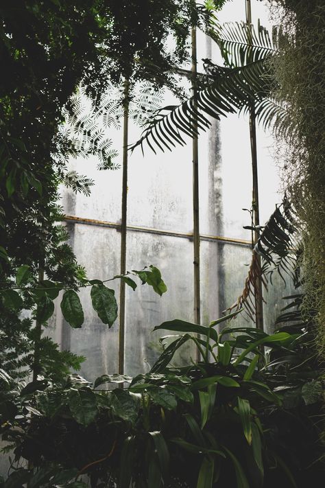 green leaf plants inside greenhouse photo – Free Arboretum place Image on Unsplash Inside Greenhouse, Green Dark Academia, Green Academia Aesthetic, Greenhouse Pictures, Green Academia, Dome Greenhouse, Greenhouse Plants, Dark Green Aesthetic, Tree Images