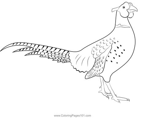 Stand Ring Necked Pheasant Coloring Page Pheasant Coloring Pages, Pheasant Drawing, Wildlife Drawing, Etching Tattoo, Ring Necked Pheasant, Theme Cookies, Painting Birds, Pheasant Hunting, Bird Coloring Pages