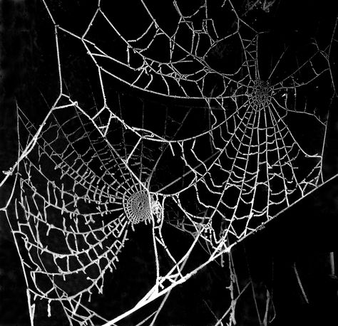 Black And White Spider, Spiders Web, Widget Icon, Foto Ideas Instagram, Black And White Aesthetic, Phone Icon, Black N White, Phone Themes, White Aesthetic