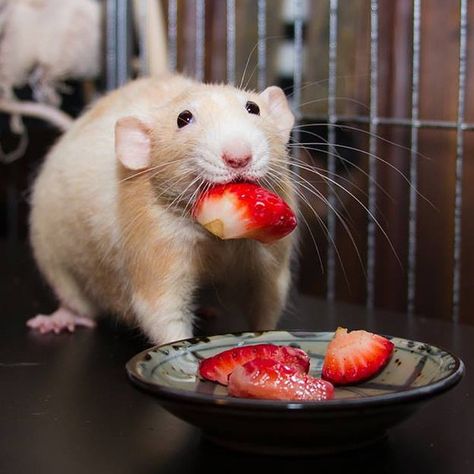 Dis me liking a starberry. #martymouse #strawberry #rats Rat Eating, A Rat, Peta, Rats, Strawberries, Pet