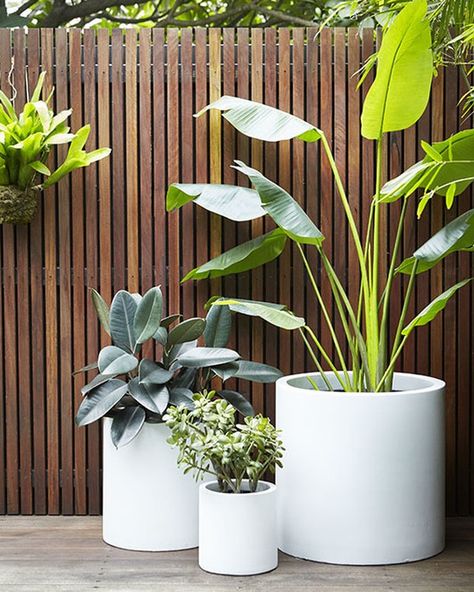 HARRISONS on Instagram: “Beautiful poolside white pot cluster contrasting nicely against the Spotted Gum hardwood screen. . . . #landscapedesign…” Pot Cluster, Pool Plants, نباتات منزلية, Courtyard Gardens Design, Potted Plants Outdoor, White Pot, Outdoor Pots, Beautiful Backyards, Back Garden