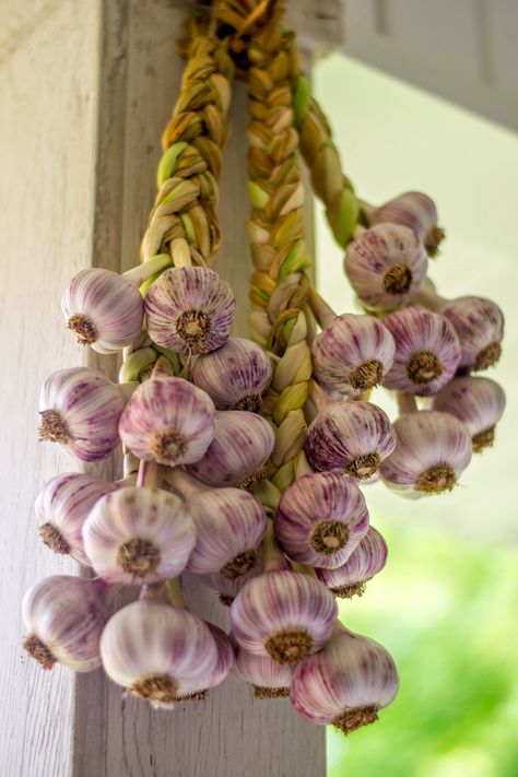 Braid Garlic, Garlic Harvest, Garlic Garden, Harvesting Garlic, How To Braid, Organic Pesticide, Growing Garlic, Survival Gardening, Garlic Bulb