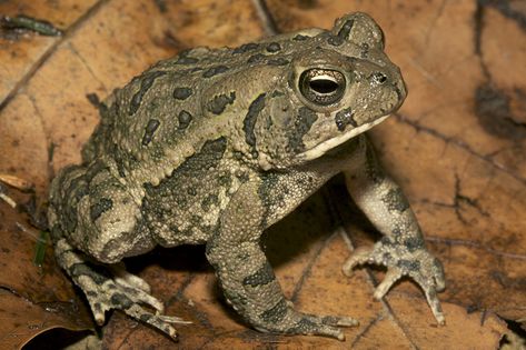 Toad Animal, Common Toad, Frog Facts, Farm Pond, Hogwarts Mystery, Travel Sketches, Frog And Toad, Reptiles And Amphibians, Woodland Creatures